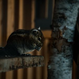 Asiatic Striped Squirrels