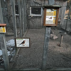 Elliot's Pheasant, Diamond Dove, Zebra Finch, Common Emerald Dove