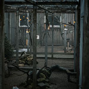 Chinese Cooper Pheasant, Ring-necked Parakeet