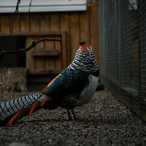 Lady Amherst Pheasant