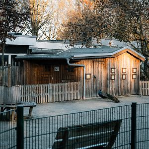 Geese, Ducks and Rabbits