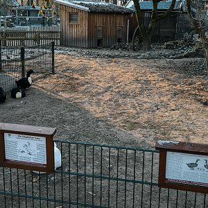 Diepholzer Goose, Pommernente