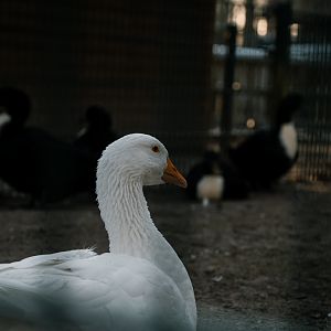 Diepholzer Goose