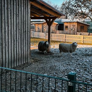 Diepholzer Moorschnucke, Goats