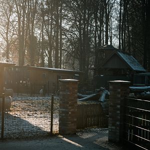 Diepholzer Moorschnucke, Goats