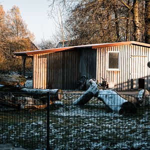 Diepholzer Moorschnucke, Goats