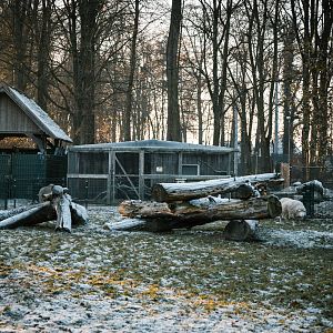 Diepholzer Moorschnucke, Goats