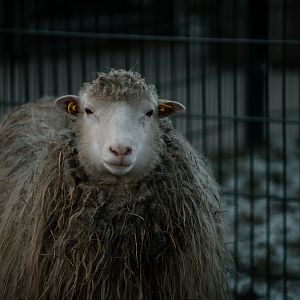 Diepholzer Moorschnucke