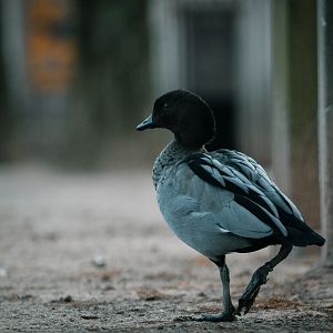 Australian Wood Duck
