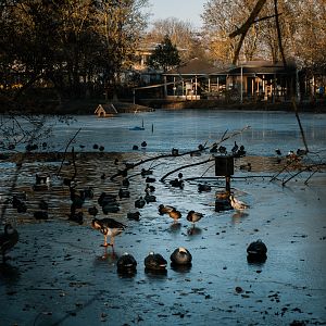 Pond with a lot of waterrfowl