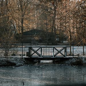 Pond with a lot of waterrfowl