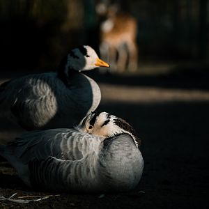 Bar-headed Goose