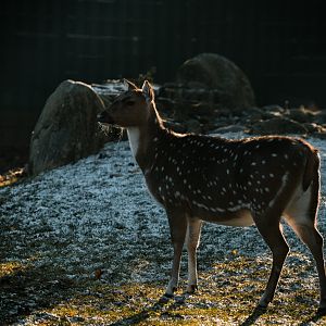 Axis Deer
