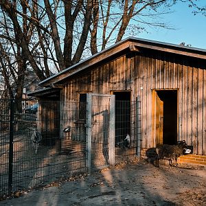 South America  and  Soaysheep  barn