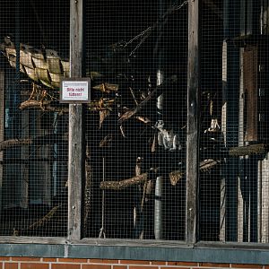 Lemur outdoor enclosure