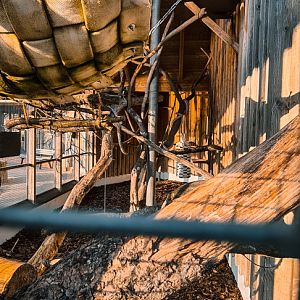 Lemur outdoor enclosure