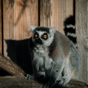 Ring-tailed Lemur