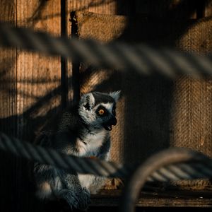 Ring-tailed Lemur