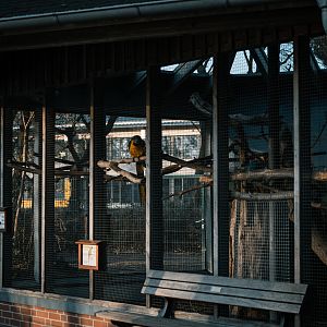 Macaw outdoor enclosure