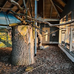 Macaw outdoor enclosure