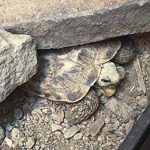 Reptile & Amphibian House- Desert Wing- Pancake Tortoise