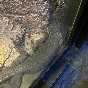 Reptile & Amphibian House- King Cobra Temple- Black Tree Monitor