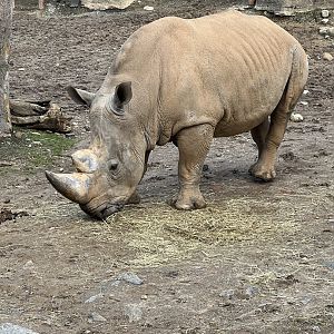African Plains- Southern White Rhinoceros- Tony