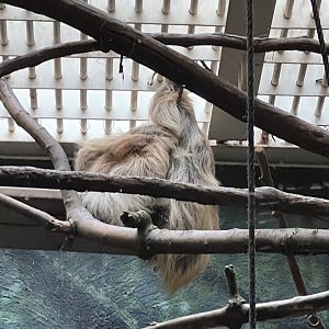 Rare Animal Conservation Center- Hoffmann’s Two-toed Sloth- Argyle