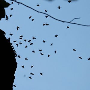 Western honey bee hive (Apis mellifera)