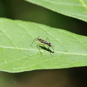 Stilt-legged fly (Rainieria antennaepes)