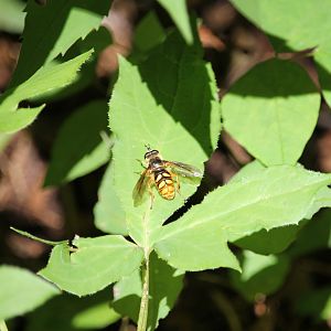Spotted wood fly (Somula decora)