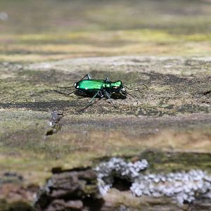 Six-spotted green tiger beetle (Cicindela sexguttata)