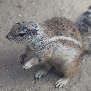 Cape ground-squirrel