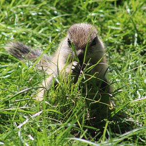 Cape ground-squirrel