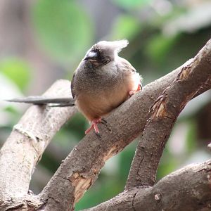Speckled mousebird