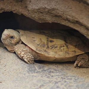 Pancake tortoise