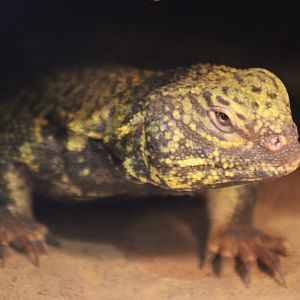 North African mastigure