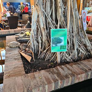 Central turtle enclosure in the entrance building
