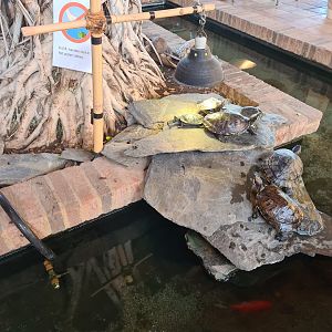 Central turtle enclosure in the entrance building