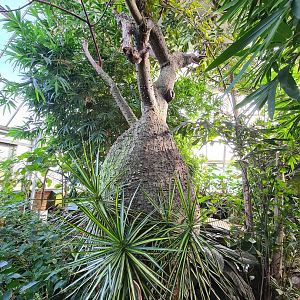 First greenhouse - fat tree