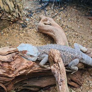 First greenhouse - Bearded dragon