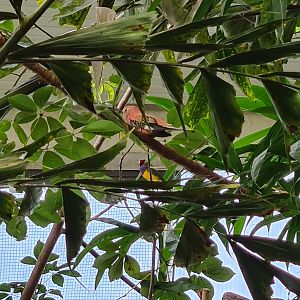 First greenhouse - Free-roamers