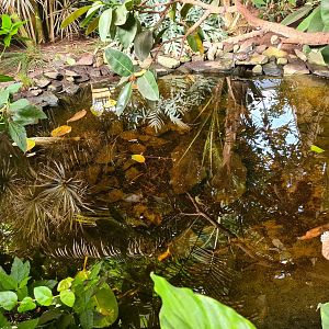 First greenhouse - Koi pond