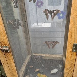 First greenhouse - Giant moth enclosure