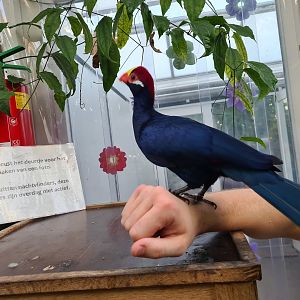 First greenhouse - Violet turaco