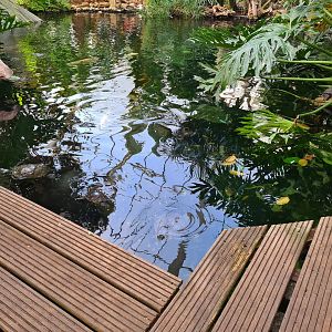 Edge of tropical pond