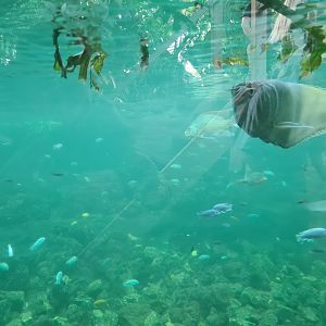 View into tropical pond