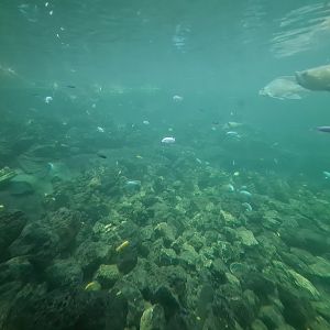 View into tropical pond
