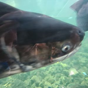 Tropical pond - Paroon shark