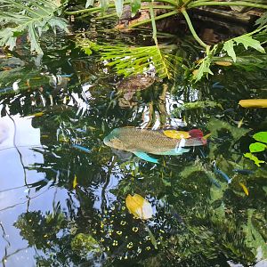 Tropical pond - Top view (Tanganyikan mouth brooding cichlid)